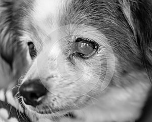 Close-up side view of adorable dog`s face in black and white photo